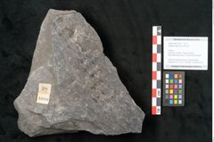 Foto (Objekt + Etikett) von Sigillaria alternaus Lindl. et H. (NHMW-GEO-2024-0188-11050)